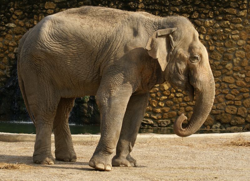 Asiatischer Elefant